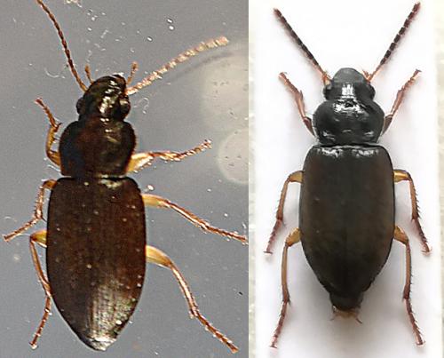 Réf. 270 148 : Parophonus maculicornis